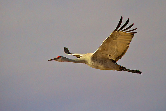 Sandhill Crane