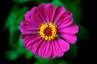 Cental Flower