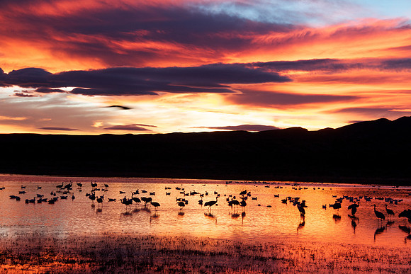 Bird Pond Sunset