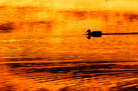 Golden Duck Landscape