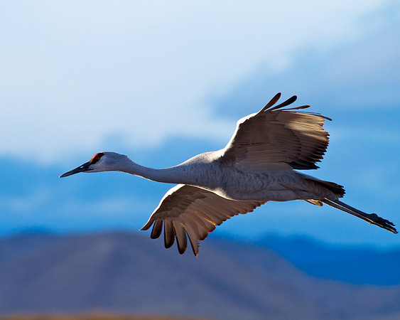 Flying Crane