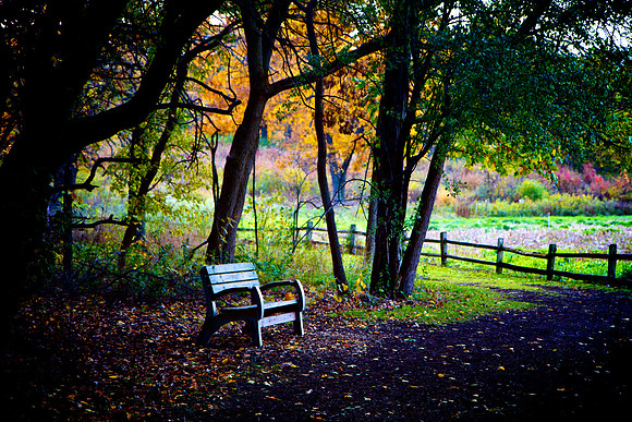 Autumn Bench
