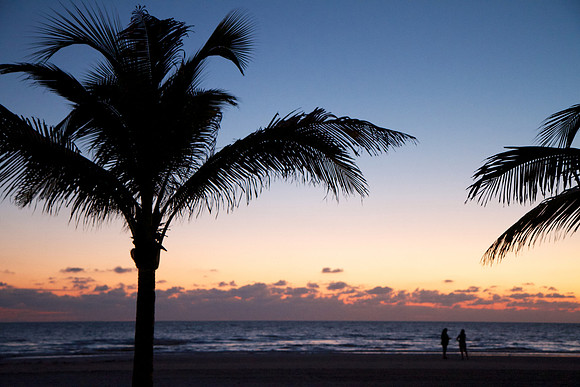 Gulf Coast Palms