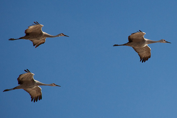 Crane Trio