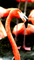 SWFlamingo2