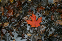 Red Leaf