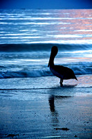 Wading Pelican
