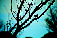 Roosting Robin