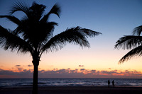 Gulf Coast Palms