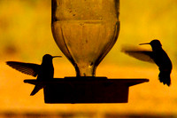 Humming Birds