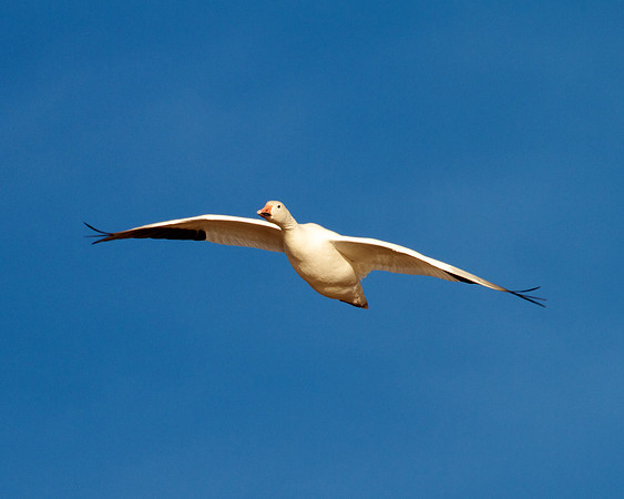 Snow Goose