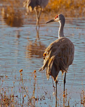 Sunset Crane
