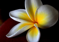 Plumaria Orchid